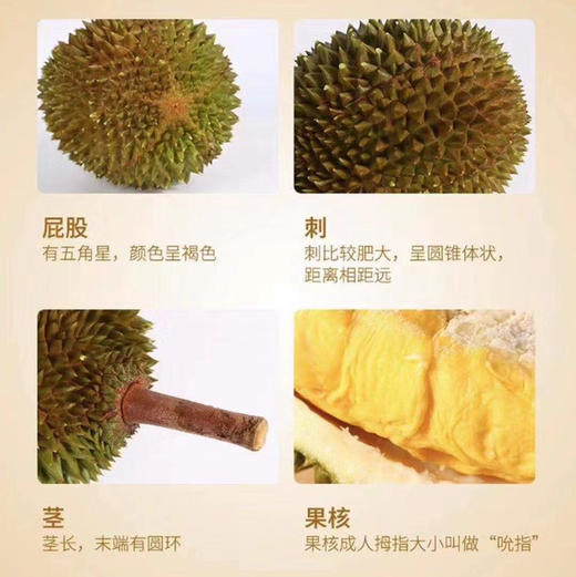 帝一榴马来西亚猫山王 商品图6