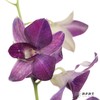 兰花 | 千代兰雾霾紫 商品缩略图3