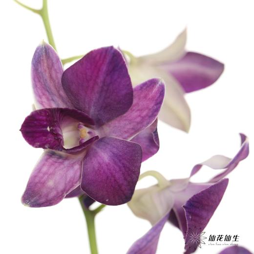 兰花 | 千代兰雾霾紫 商品图3