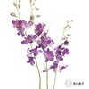 兰花 | 千代兰雾霾紫 商品缩略图1