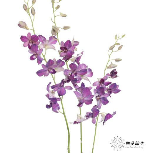 兰花 | 千代兰雾霾紫 商品图1