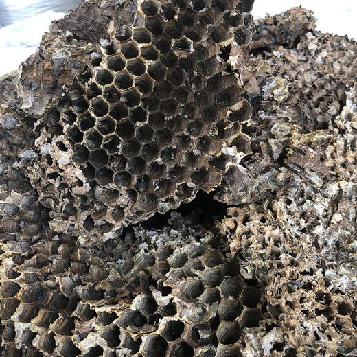 蜂房 商品图2