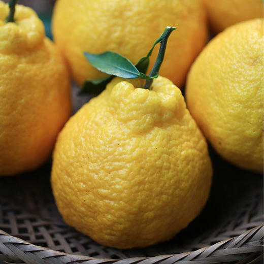 【蒲江柠檬丑柑不知火】柠檬的香，柑橘的甜，独特的脆爽口感，都在这一口生态柑橘里了 商品图7