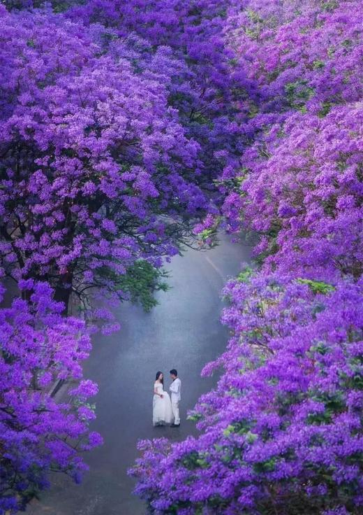 5月6日云南蓝花楹、滇越铁路、抚仙湖红沙滩、建水十七孔桥、梦幻蚁工坊6天 商品图1