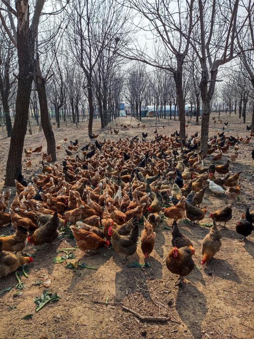 自产生态鸡蛋（小笨蛋） |  林下散养跑步鸡下的蛋 ｜石嫣农场* Eggs 商品图6