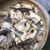 佛手 常用规格 云南佛手片 商品缩略图4