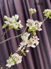 【春枝花】梨花  白色  约2枝/扎 商品缩略图6