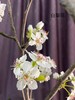 【春枝花】梨花  白色  约2枝/扎 商品缩略图8