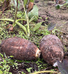 广西桂林 荔浦芋头 5斤礼盒 顺丰