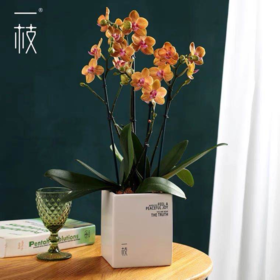 一枝皮亚琴察 荷兰蝴蝶兰带花盆栽植物 椰块栽培无病菌感染