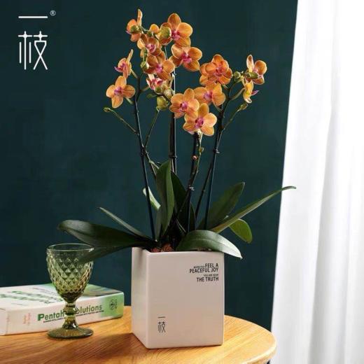 一枝皮亚琴察 荷兰蝴蝶兰带花盆栽植物 椰块栽培无病菌感染 商品图0