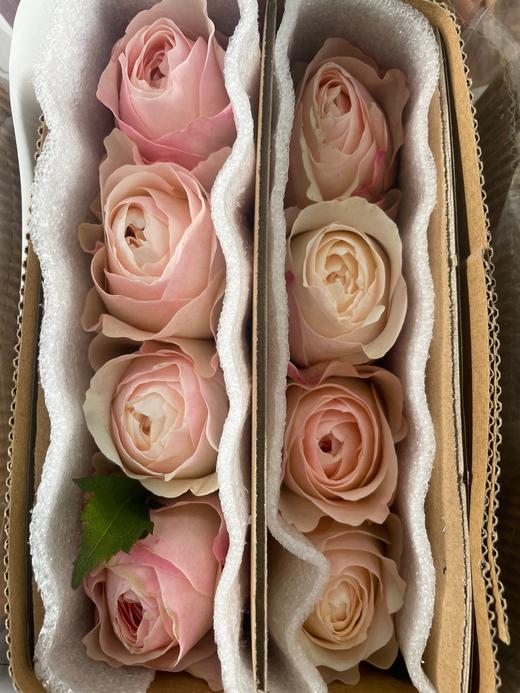 【昆明玫瑰】奥斯汀花型 凯瑟琳 20枝/扎 商品图4