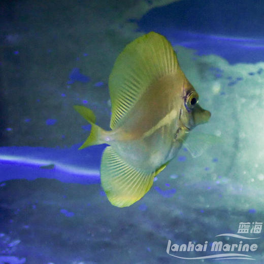 人工黄金吊 商品图3