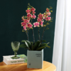 一枝金蝶 荷兰蝴蝶兰带花盆栽植物 椰块栽培无病菌感染 商品缩略图0
