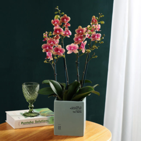 一枝金蝶 荷兰蝴蝶兰带花盆栽植物 椰块栽培无病菌感染