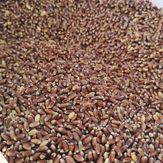 杨大姐的可发芽黑小麦 二米饭推荐（2斤/3斤）坚持自然农法种植 无化肥农药 发芽率高（衡水饶阳圆通发货） 商品图4