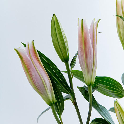 百合随机色3枝 商品图3