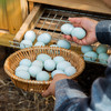 【乌鸡蛋•绿壳】整箱发货  林下散养  三峡黑鸡 商品缩略图7