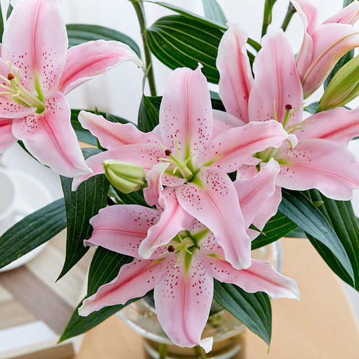 百合随机色3枝 商品图2