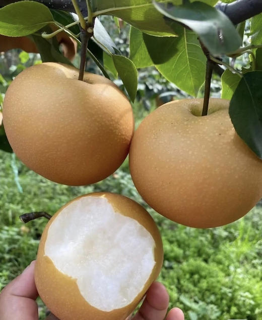 周五配送！秋月梨🍐水分足，秋天的第一口，梨子届的顶级精品！！脆如冰，嫩无渣，口口爆汁不愧是“加了糖的矿泉水”😋甜度13+一切都值得等待🌈规格：5.5斤/箱 商品图5