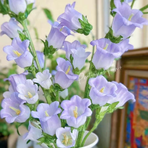 紫色风铃花10枝一扎 商品图0