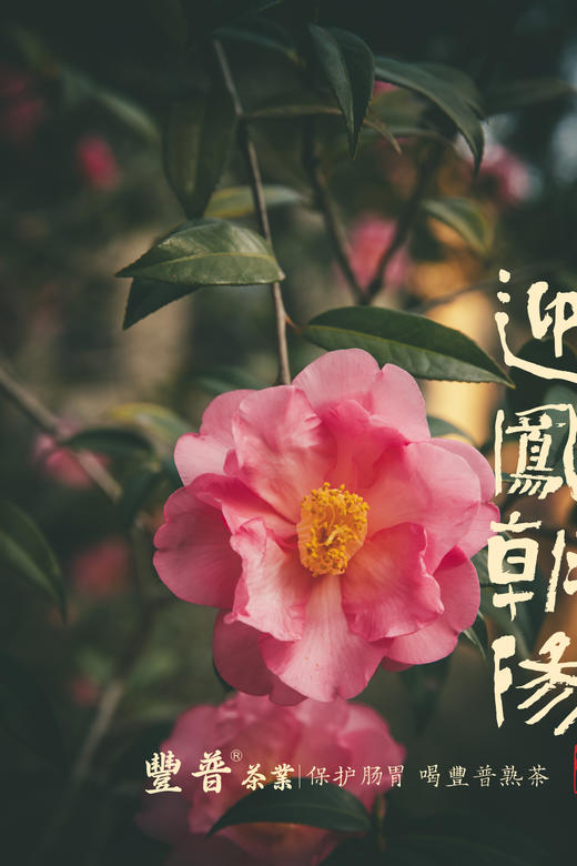 2023迎凤朝阳 熟茶 357克 /饼 商品图6