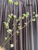 【春枝花】梨花  白色  约2枝/扎 商品缩略图9