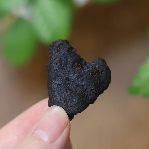 九蒸九晒野黄精 | 合作农友生产，产自广东连南瑶族自治县，生产者：张运东 &【公平贸易农人定价】 商品图1