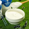 【新疆】0添加剂 小白罐 原味 酸奶 180g×12罐 商品缩略图1