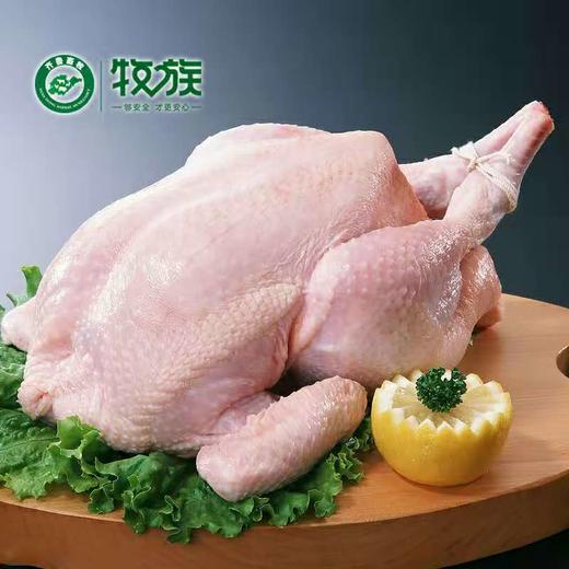 【牧族】 无抗生鲜老母鸡 202项指标零检 无抗健康老母鸡 无抗煲汤老母鸡现宰直发去内脏净鸡1100g-1300g左右/只 商品图0