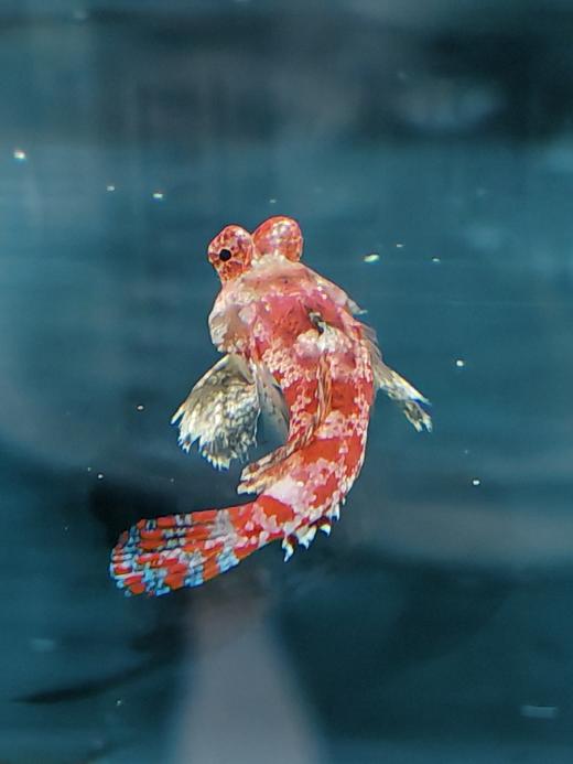 火麒麟 商品图1