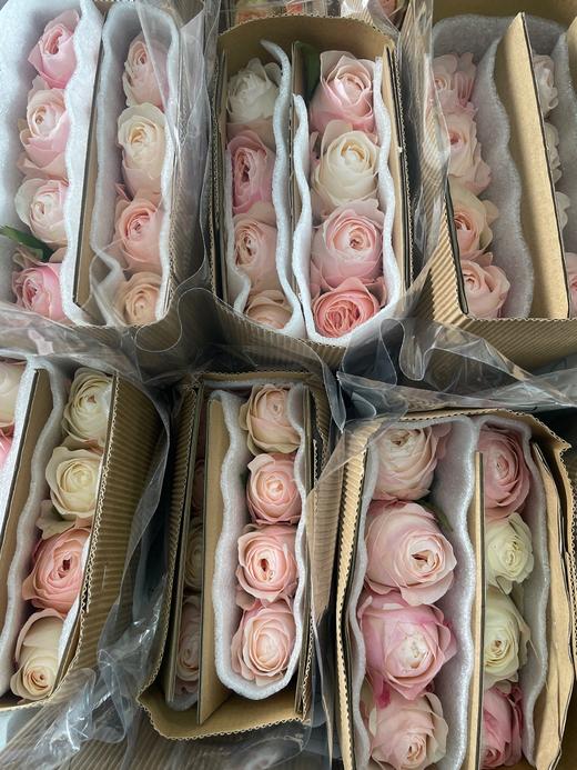 【昆明玫瑰】奥斯汀花型 凯瑟琳 20枝/扎 商品图5