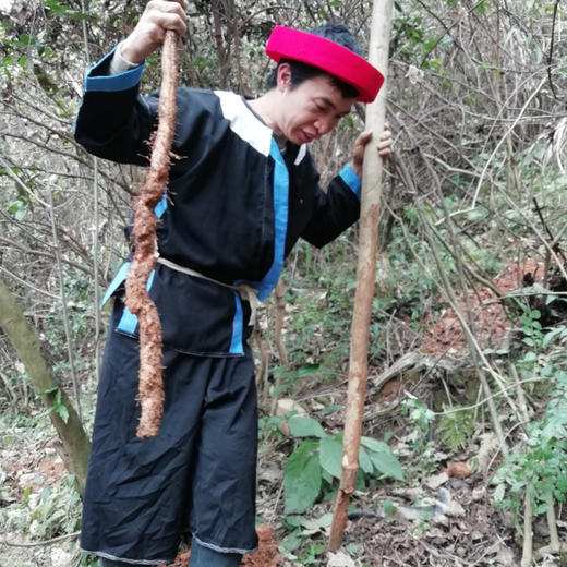瑶山野生山药（粉/片）| 合作农友生产，产自广东连南瑶族自治县，生产者：张运东 &【公平贸易农人定价】 商品图1