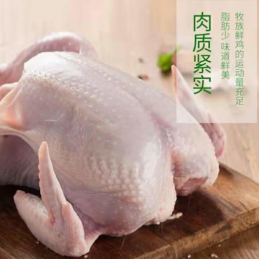 【牧族】 无抗生鲜老母鸡 202项指标零检 无抗健康老母鸡 无抗煲汤老母鸡现宰直发去内脏净鸡1100g-1300g左右/只 商品图3