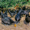 【乌鸡蛋•绿壳】整箱发货  林下散养  三峡黑鸡 商品缩略图1