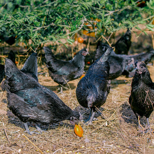 【乌鸡蛋•绿壳】整箱发货  林下散养  三峡黑鸡 商品图1