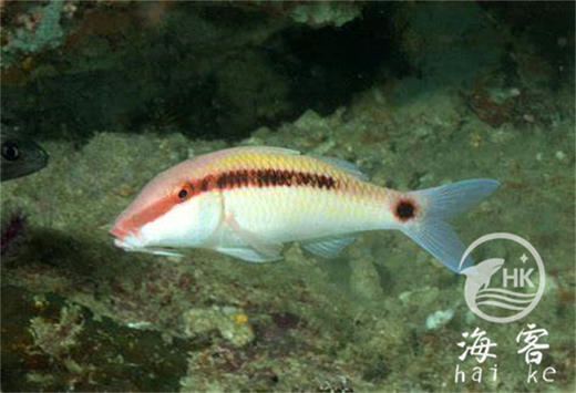 双色山羊 商品图0