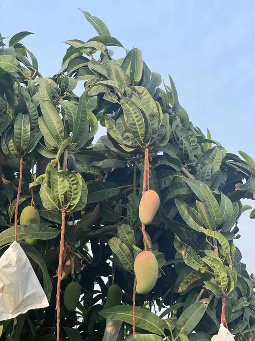 青蜜小芒 商品图5