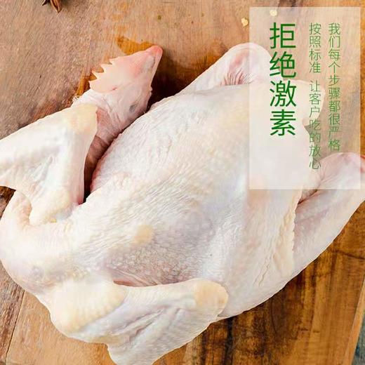 【牧族】 无抗生鲜老母鸡 202项指标零检 无抗健康老母鸡 无抗煲汤老母鸡现宰直发去内脏净鸡1100g-1300g左右/只 商品图1