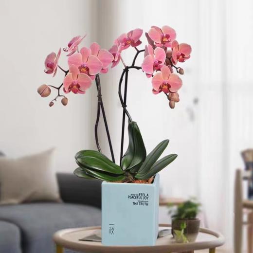 一枝纳博讷 荷兰蝴蝶兰带花盆栽植物 椰块栽培无病菌感染 商品图0