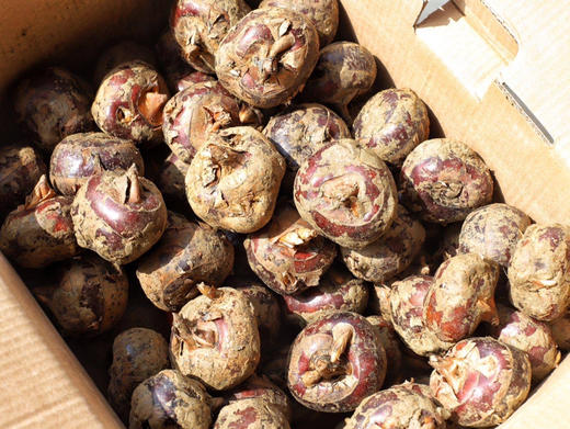 广西荔浦 马蹄（荸荠）脆甜化渣 新鲜现挖  顺丰包邮 商品图1