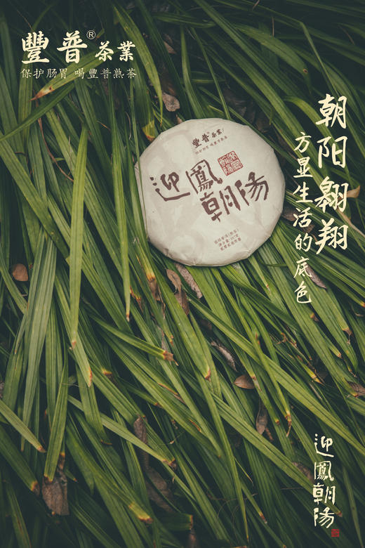2023迎凤朝阳 熟茶 357克 /饼 商品图4