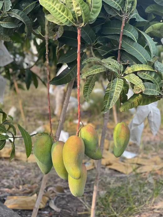 青蜜小芒 商品图4