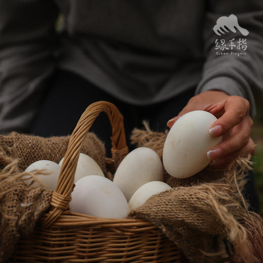 生态鹅蛋 | 合作生产*Eco- oose egg | Coproductiong 商品图3
