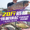 伽玛精工刚炼旗舰版鱼竿19调高碳钓鱼竿超轻手竿威海综合竿渔具综合竿 商品缩略图1