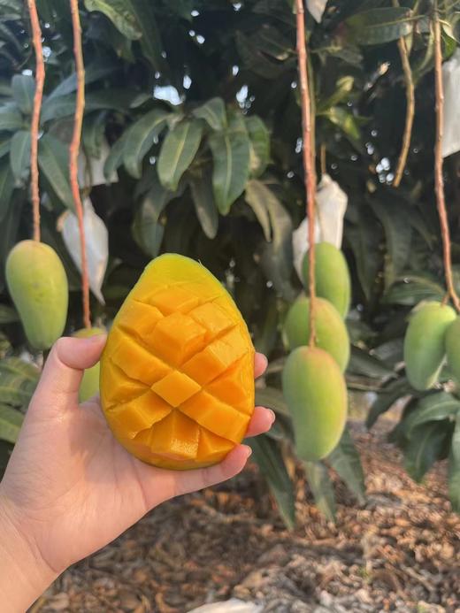 青蜜小芒 商品图2