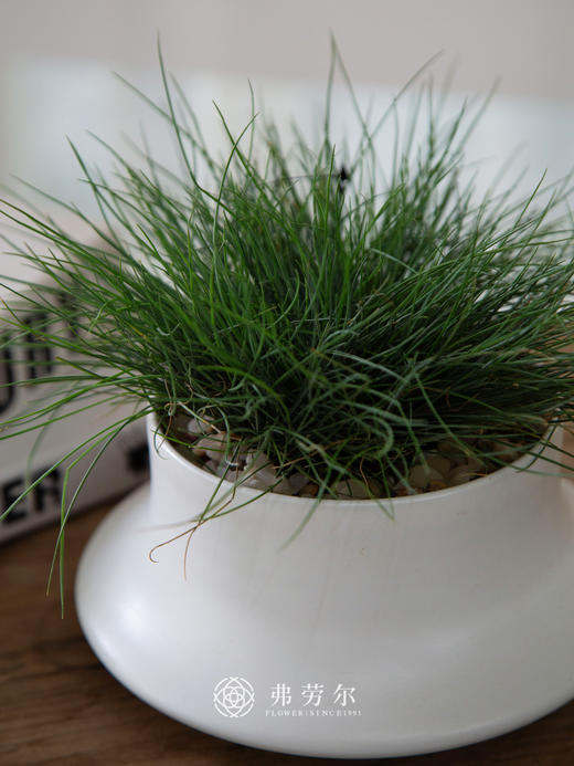 篮羊茅 商品图0