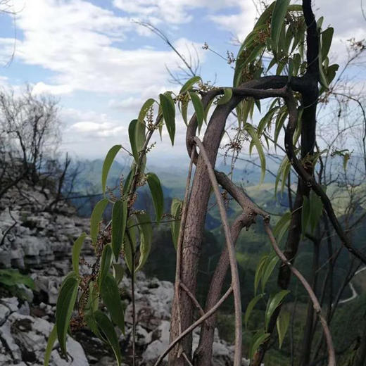 瑶山野生山药（粉/片）| 合作农友生产，产自广东连南瑶族自治县，生产者：张运东 &【公平贸易农人定价】 商品图2