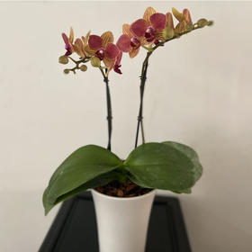 一枝甜蜜蜜 荷兰蝴蝶兰带花盆栽植物 椰块栽培无病菌感染