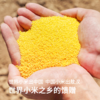 草原汇香 毛毛谷有机小米 商品缩略图3